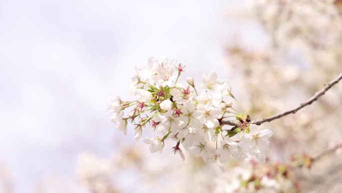 春天 花 樱花 玉兰花 海棠花 红叶碧桃