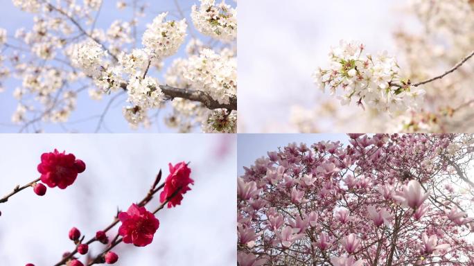 春天 花 樱花 玉兰花 海棠花 红叶碧桃