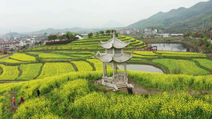 东阳湖溪象田油菜花海风光4K航拍