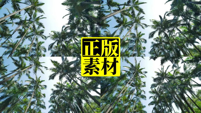 仰视仰拍热带植物高大的棕榈树林