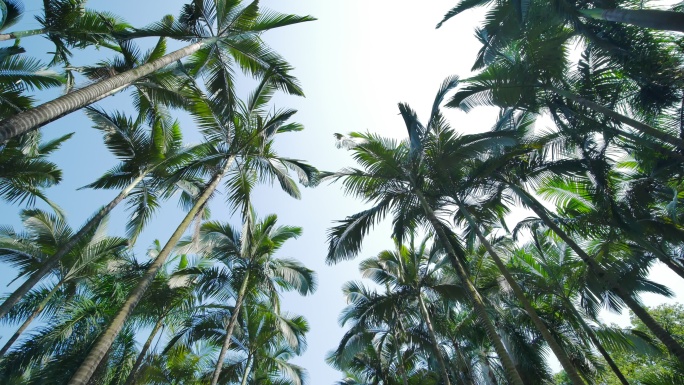 仰视仰拍热带植物高大的棕榈树林