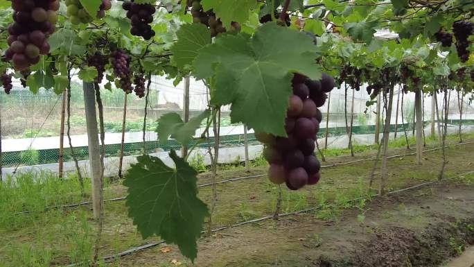 大批葡萄成熟挂满枝头