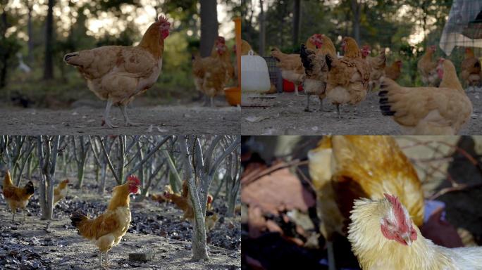 散养鸡与肉质加工4K高清视频素材