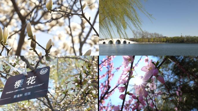 春暖花开的北京公园