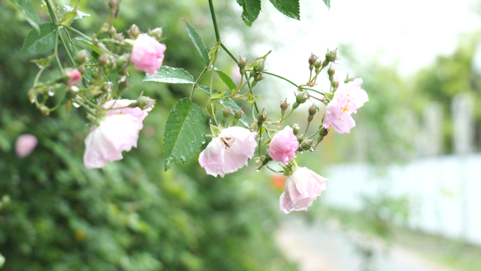 雨景 雨后小清新树叶花朵