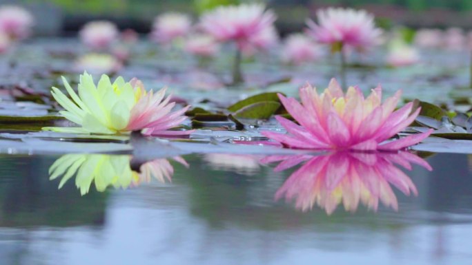 唯美视频画面-水面上的莲花倒影睡莲