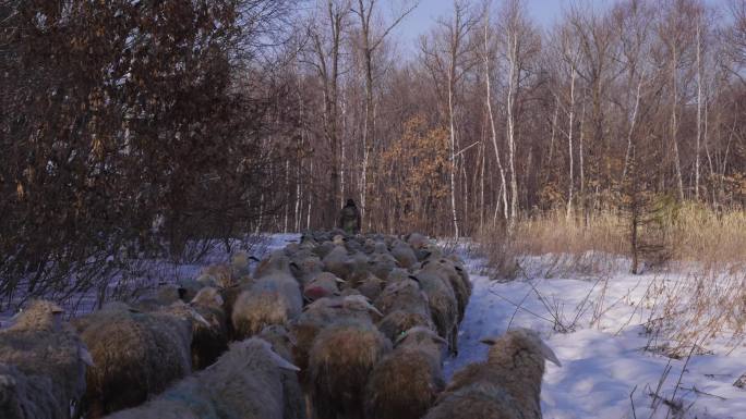 雪地中羊群走过跟拍