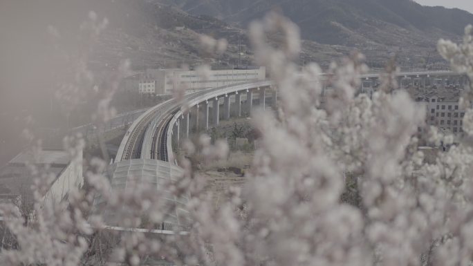 青岛崂山北宅樱桃园