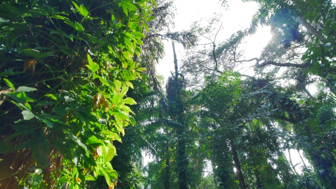 仰视仰拍唯美阳光明媚的热带雨林原始森林