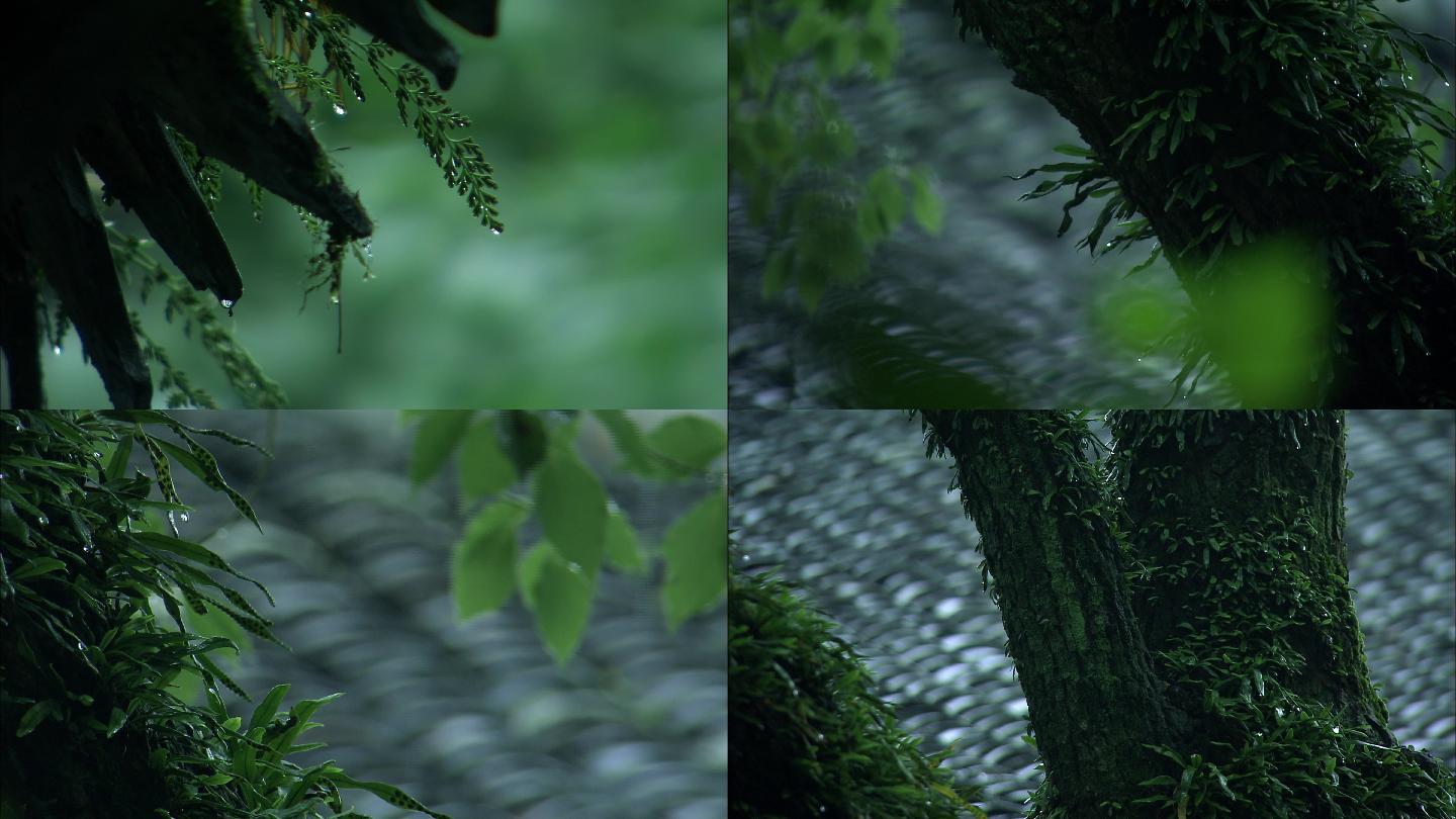 清明节前雨纷纷