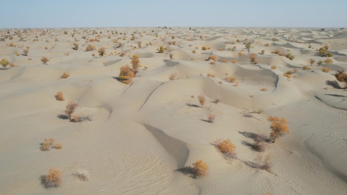 【原创可商用】新疆塔克拉玛干沙漠胡杨林