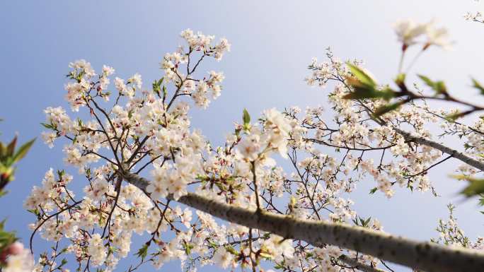春天桃花朵朵开