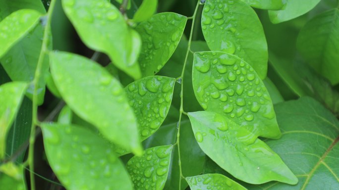 绿色叶子上的水珠 雨滴 水滴 露珠