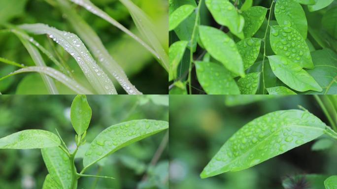 绿色叶子上的水珠 雨滴 水滴 露珠