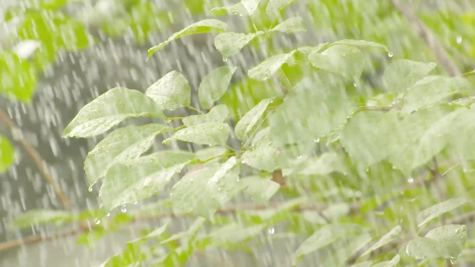 庭园屋檐雨滴夏天植物淋雨大雨暴雨唯美空镜