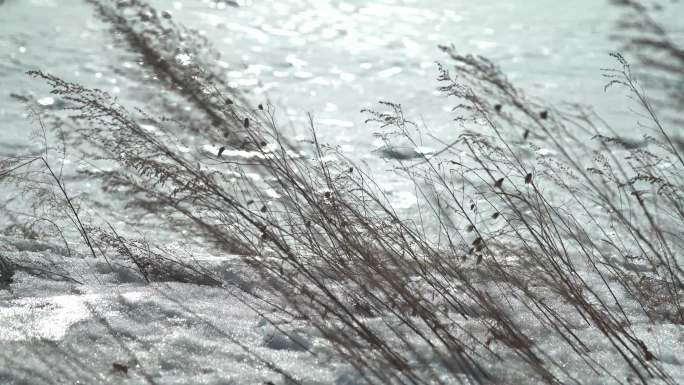 雪中枯草飘摇
