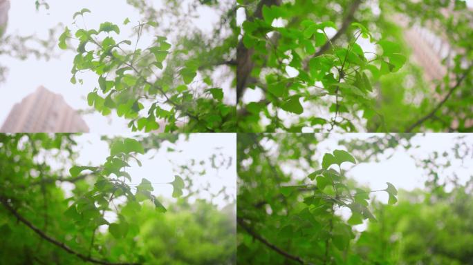 雨中银杏树下雨雨水雨滴