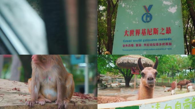 广州动物园实拍亲子互动参观