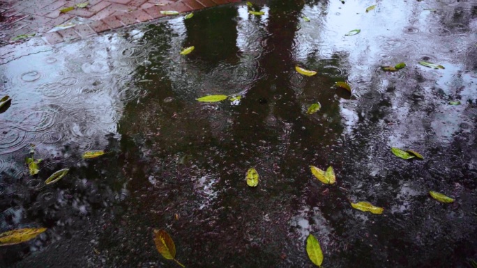 梅雨季节下雨天树叶雨滴雨水清明时节雨纷纷