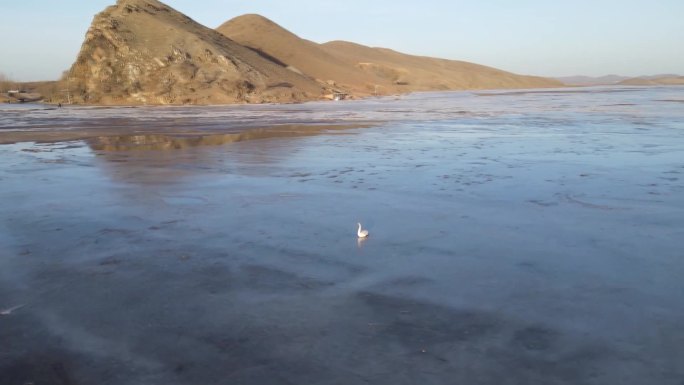 航拍一只落单的天鹅在河道里保护动物