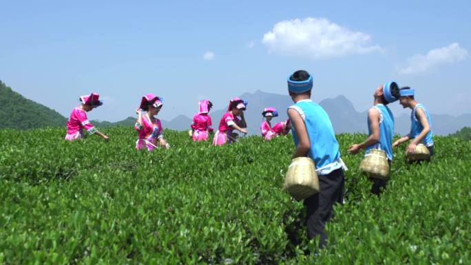 少数民族风情采摘茶叶