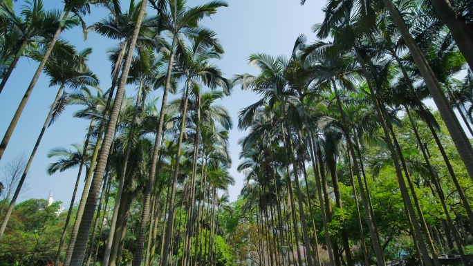 仰视仰拍热带植物园两排树高大的棕榈树林