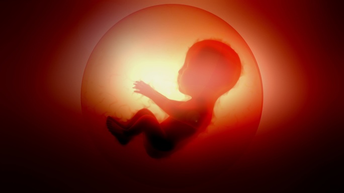 胚胎动画3D图像展示模板