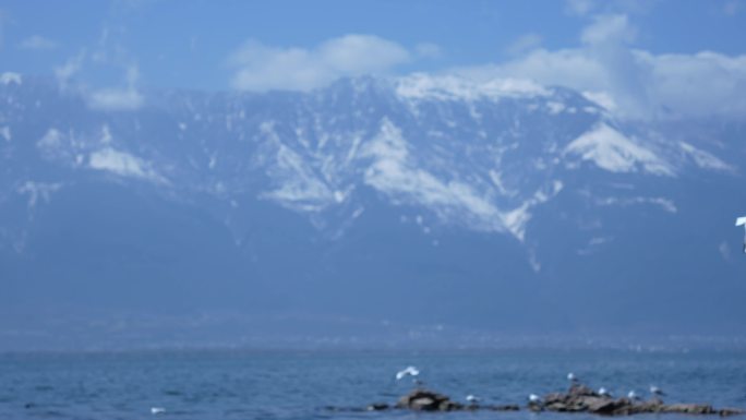 大理洱海苍山海鸥