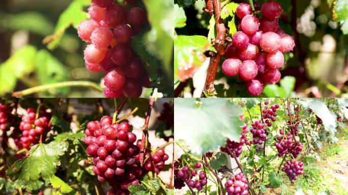 葡萄丰收季葡萄园
