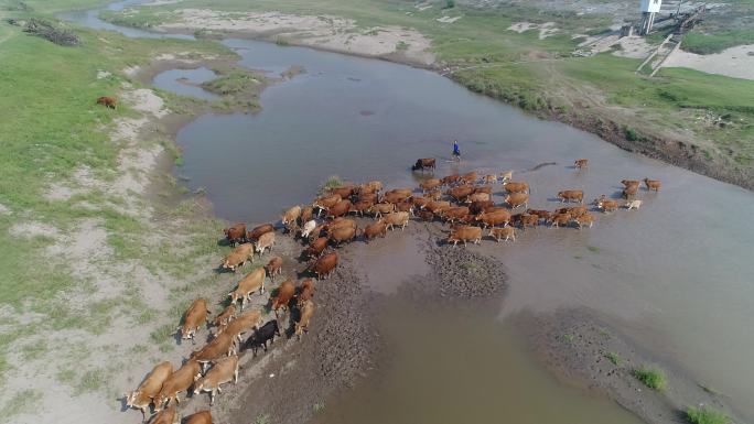 牛群过河