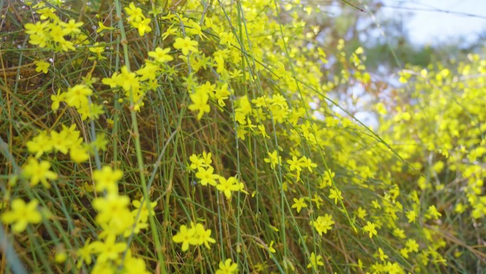 迎春花