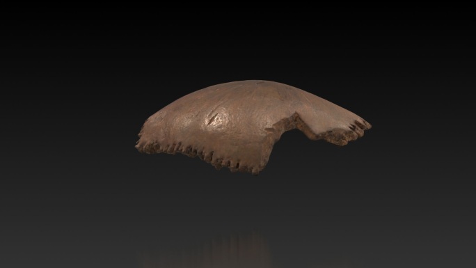 考古旧石器时代许家窑人头骨化石1