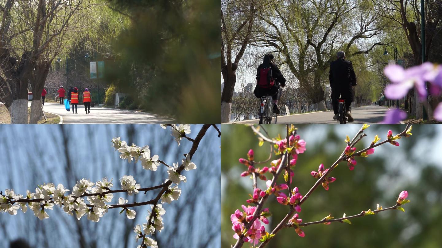 北京通州大运河森林公园春天骑行挑花盛开