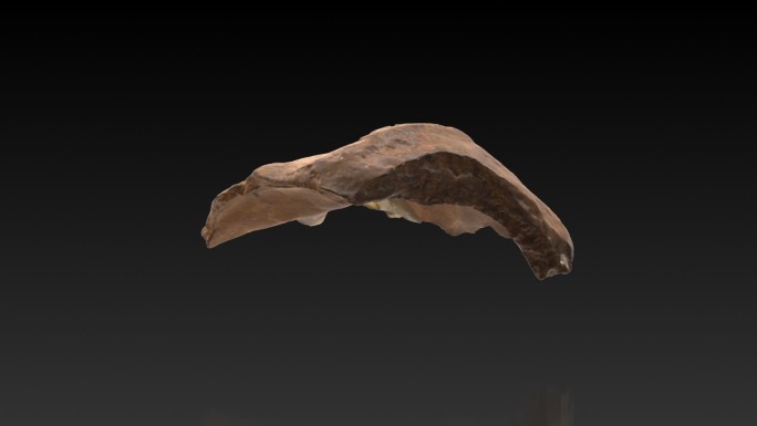 考古旧石器时代许家窑人头骨化石2