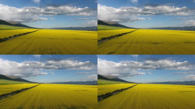 青海 门源 油菜花 航拍