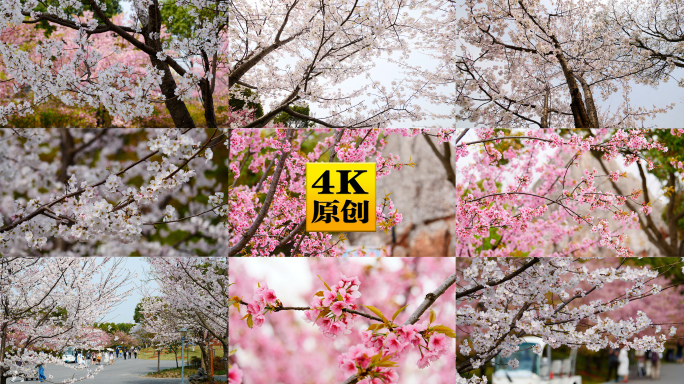 4K原创)顾村公园里的樱花