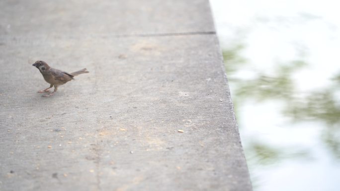 小鸟 麻雀公园石板上觅食实拍春天 池塘边