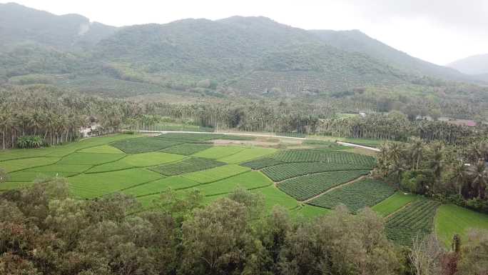 航拍实拍稻田风景三亚