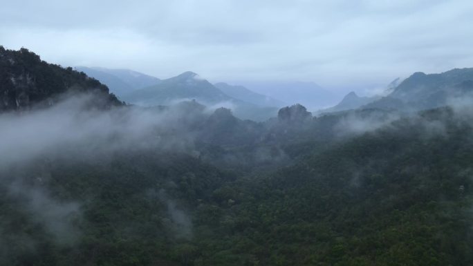 西双版纳古茶山古茶树 蛮砖瓦竜