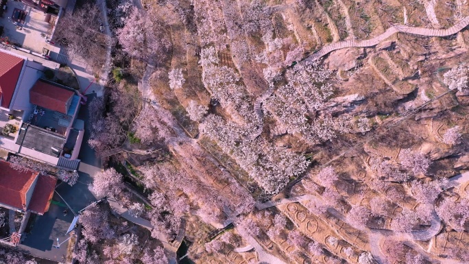 大崂樱桃谷航拍崂山樱花