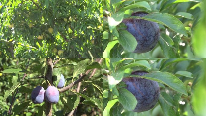 果树林的水果挂满枝头桃梨李子沙果