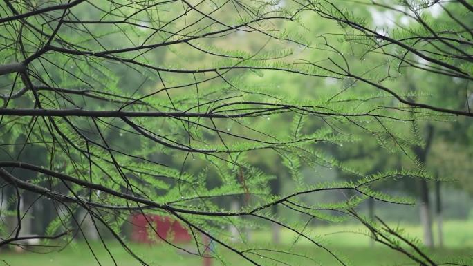 3月 水杉 树林 春天雨后 唯美春意