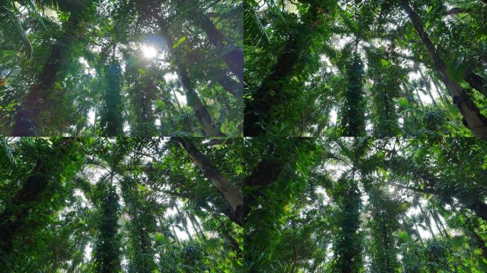仰视仰拍阳光明媚的热带雨林原始森林