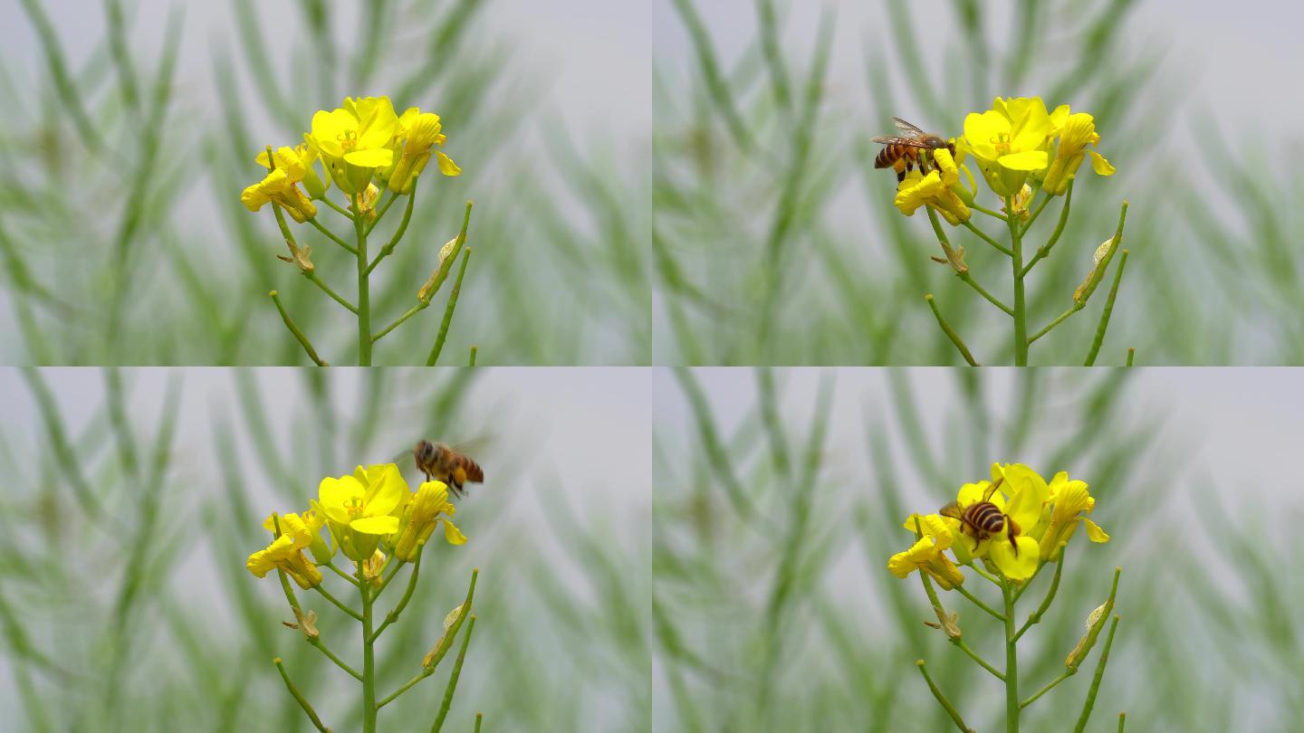 蜜蜂采蜜油菜花鸟叫自然环境声音