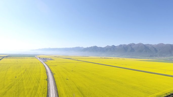 青海 门源 油菜花 航拍