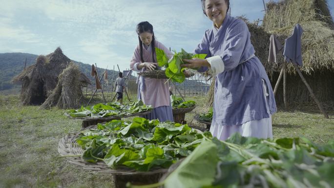 古人嫘祖养蚕 采摘桑叶04