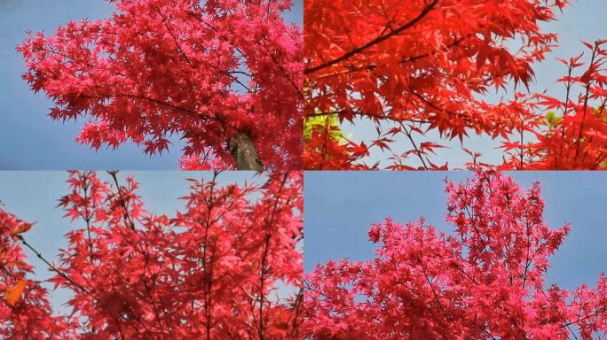 春天红色羽毛枫树