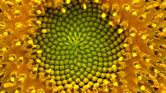 微距镜头拍摄金色葵花籽向日葵