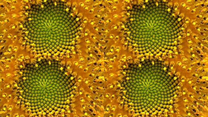 微距镜头拍摄金色葵花籽向日葵