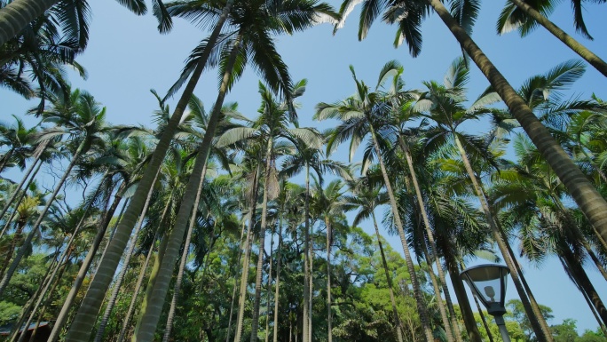 仰视仰拍热带植物园高大的棕榈树林